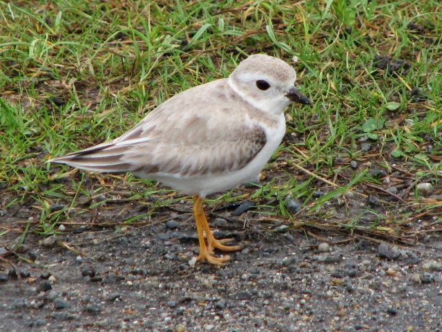 Piping Plover